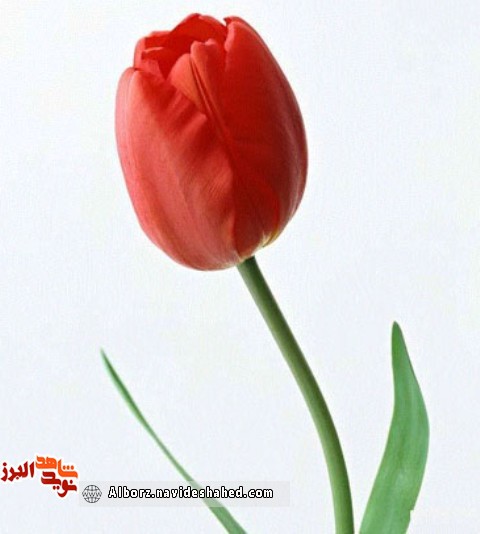 پاسخ به امر الهی به سبک شهید «احمد رضا بیات»