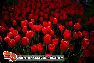 درخواست شهید؛ حافظ خون شهید باشید درخواست شهید؛ حافظ خون شهید باشید