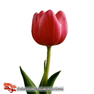 استوار در مقابل دشمنان اسلام بایستید استوار در مقابل دشمنان اسلام بایستید