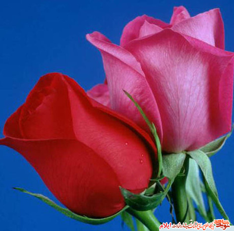 شهید ثریا عزیزعلی پور