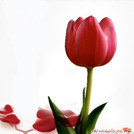 شهید خیریه احمدی